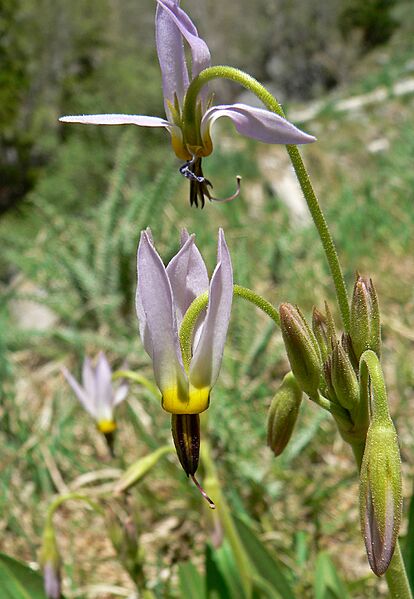 Dodecatheon redolens 4