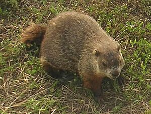 DogGroundHog-small