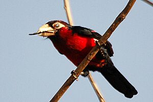 Doubletoothbarbet