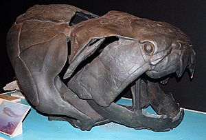 Dunkleosteus skull QM email