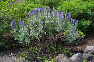 Echium webbii - La Palma - 01.JPG