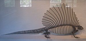 EdaphosaurusHarvard