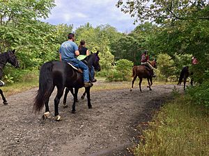 Equestrians on the Groton X-Town Trail in Bluff Point State Park and Coastal Reserve