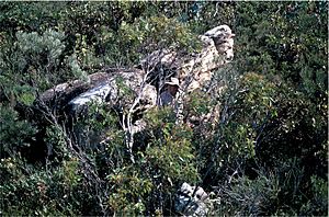 Eucalyptus coronata habit.jpg