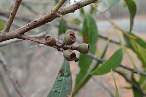 Eucalyptus helidonica fruit