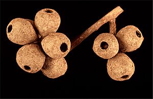 Eucalyptus jucunda fruit