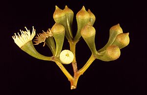 Eucalyptus loxophleba buds