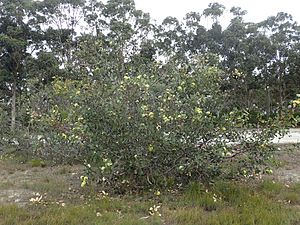 Eucalyptus preissiana habit.jpg