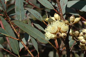Eucalyptus semiglobosa buds