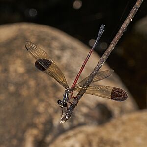 Euphaea fraseri-Aralam-2016-10-29-001