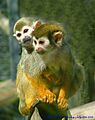 Flickr - law keven - I've got a Monkey on my back.....