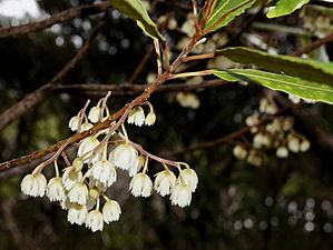 Flowers of Elaeocarpus dentatus var. dentatus