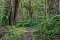 Footpath in Egmont NP 05