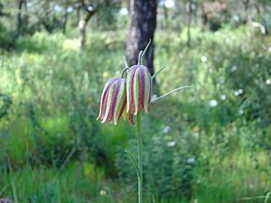 Fritillaria lusitanica Wikstrom.jpg