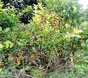 Fruits (seeds) of Chikadoma plant from the rainforest of Southern Nigeria