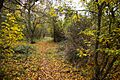 Gamsey Wood 3