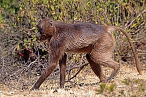 Gelada (Theropithecus gelada gelada) female walking