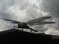 Giant dragonfly 2 - wetland.jpg