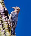 Gila Woodpecker outside nest