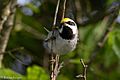 Golden-winged Warbler (male) Sabine Woods TX 2018-04-28 06-56-33 (41300180265)