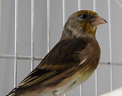 Goldfinch Canary hybrid