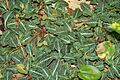 GoodyeraPubescens
