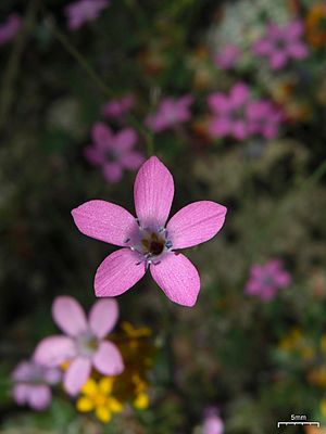 Grants Gilia (4752166583).jpg