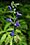 Campanula aparinoides, great blue lobelia, Washington Island