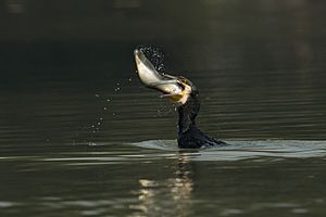Greater cormorant in Action 01
