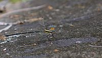 Grey-chested Flatwing (8061685993)