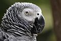 Grey Parrot