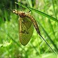 Große Eintagsfliege, mayfly, Ephemera danica 2011-05-03 IMG 1125 EDIT2 SQUARE CUT 1600x1600