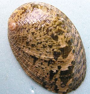 Haliotis virginea shell.jpg