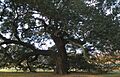 Hampton University - Emancipation Oak