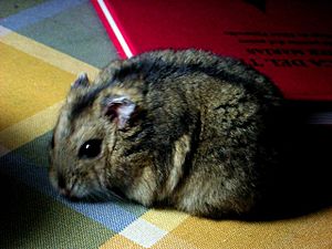 Syrian Hamster - Animal Facts Encyclopedia