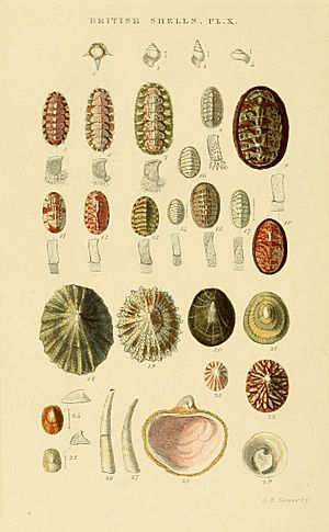 Illustrated Index of British Shells Plate 10