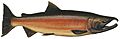 Lake Washington Ship Canal Fish Ladder pamphlet - male freshwater phase Coho