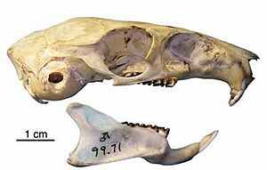 Laonastes aenigmamus skull