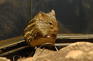 Lemniscomys striatus 01