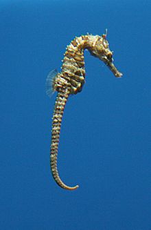 Lined Seahorse straight tail