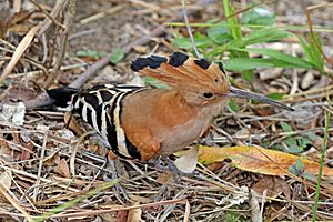 Madagascar hoopoe (Upupa marginata).jpg