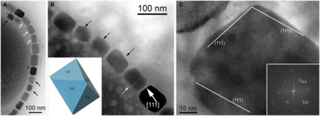 Magnetite magnetosomes in Gammaproteobacteria
