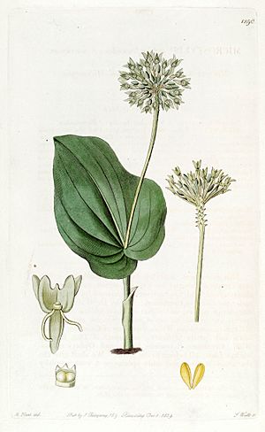 Malaxis unifolia (as Microstylis ophioglossoides) - Edwards vol 15 pl 1290 (1829).jpg