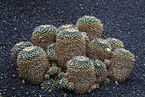 Mammillaria magnimamma in Jardin de Cactus on Lanzarote, June 2013 (1).jpg
