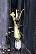 Mantis laying ootheca