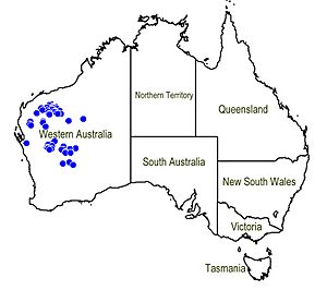 Map.Prostanthera albiflora.jpg