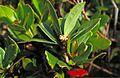 Medicosma glandulosa