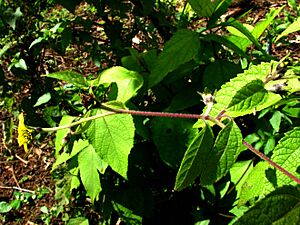 Melanthera fauriei (5491217818)