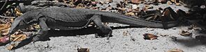 Monitor lizard - Pulau Sapi - Sabah - Borneo - Malaysia - panoramio (cropped)