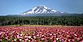 Mount Adams 2